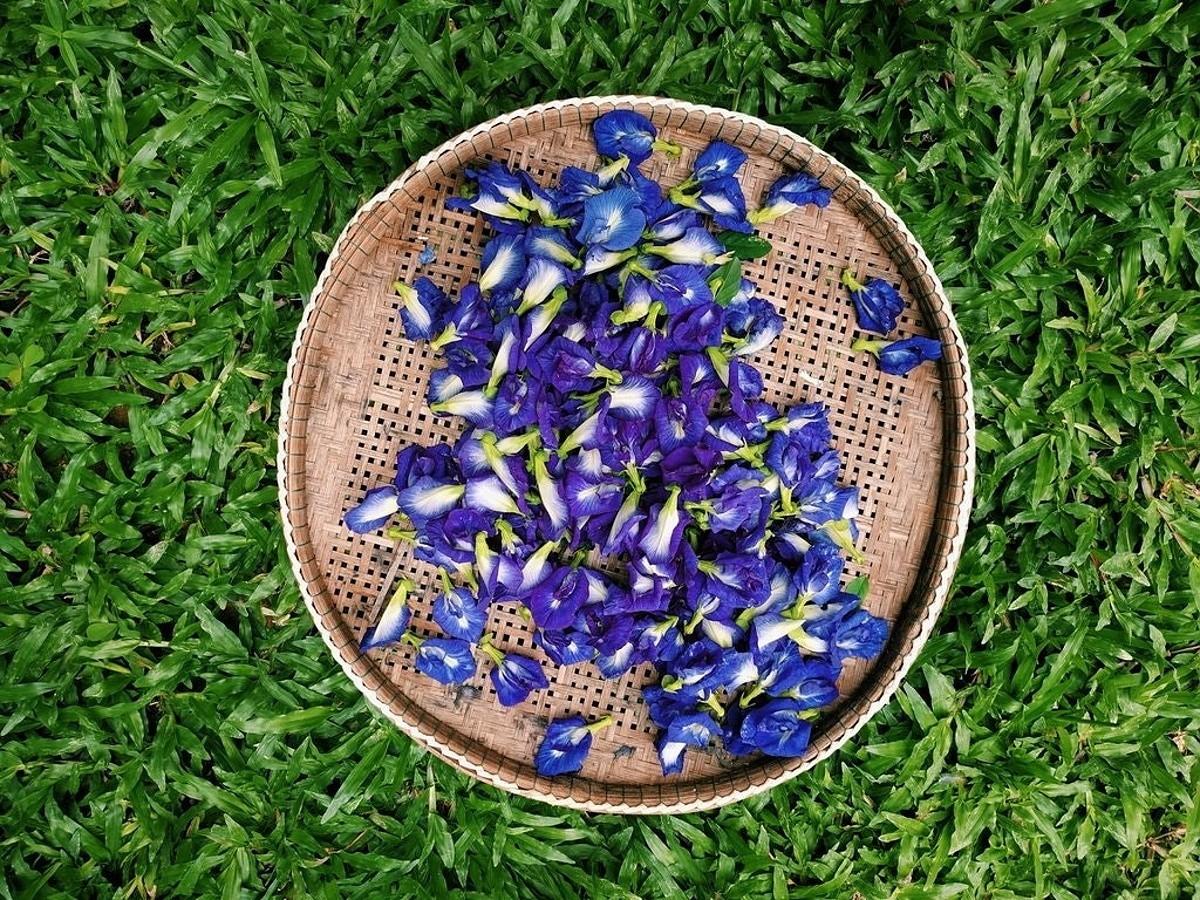 Синий чай из Таиланда: все о полезных свойствах и как заваривать