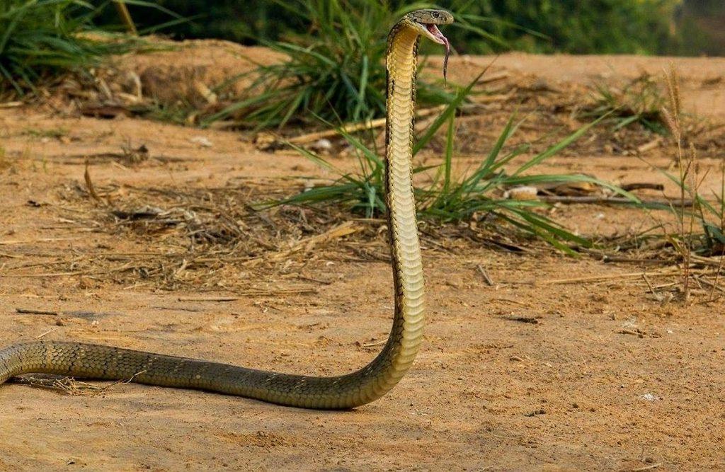 Королевская кобра коварна и опасна для людей