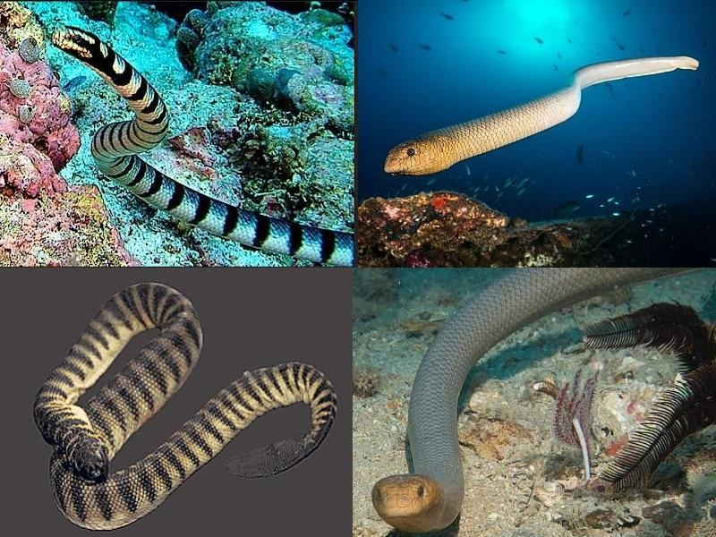 Морские змеи ядовиты, но живут в глубинах