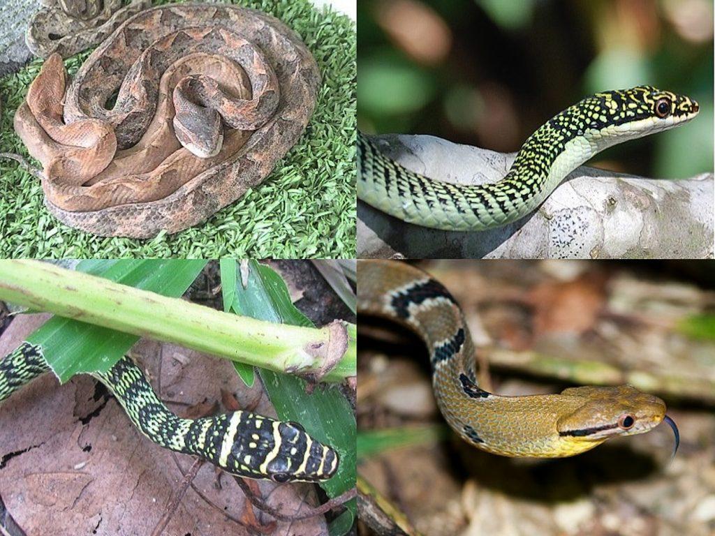 Любая змея Таиланда может быть опасной для человека